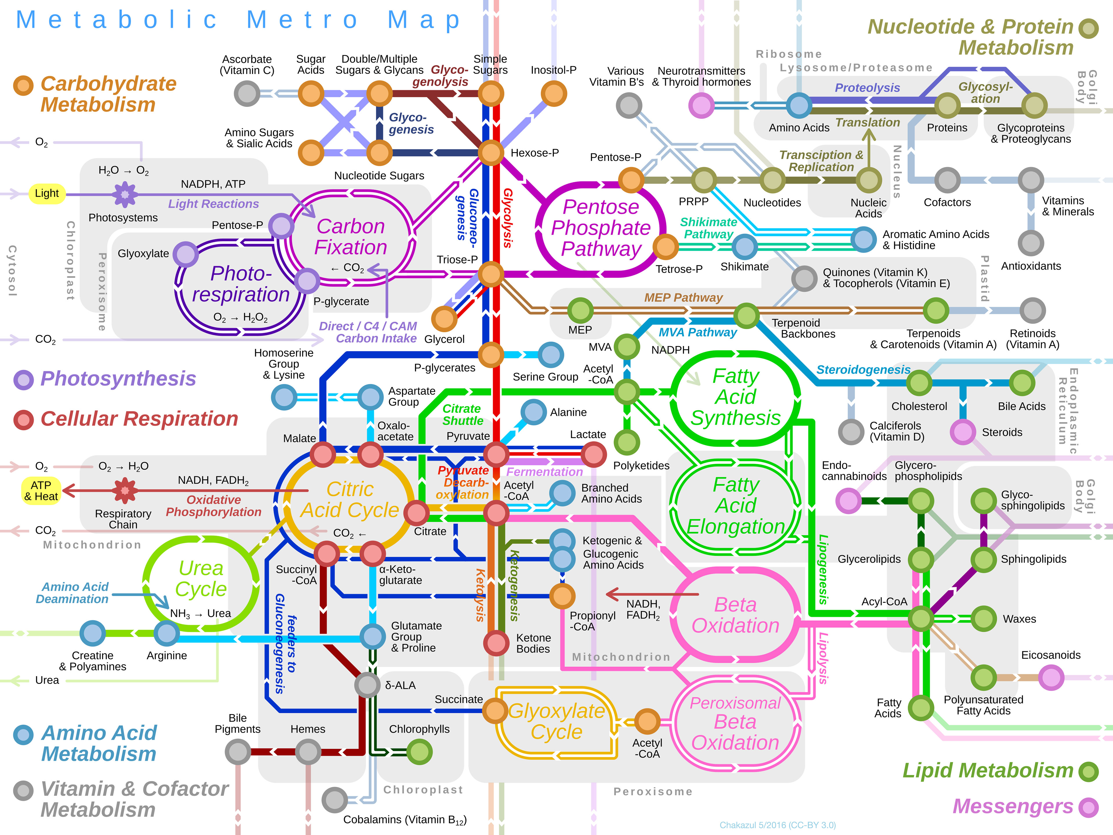 Diagram of metabolic pathways designed to look like a subway map with colored lines connecting hundreds of functions and arrows indicating direction of flow