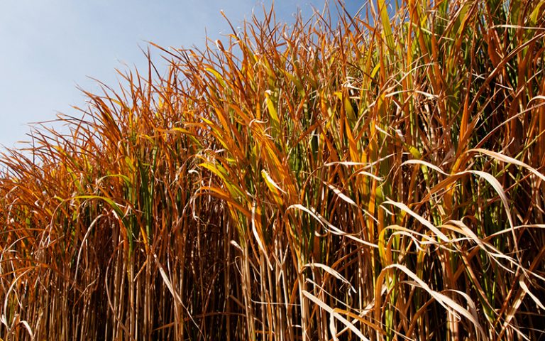 CABBI GLBRC Team Explores Leaf Microbiome In Perennial Bioenergy Crops 