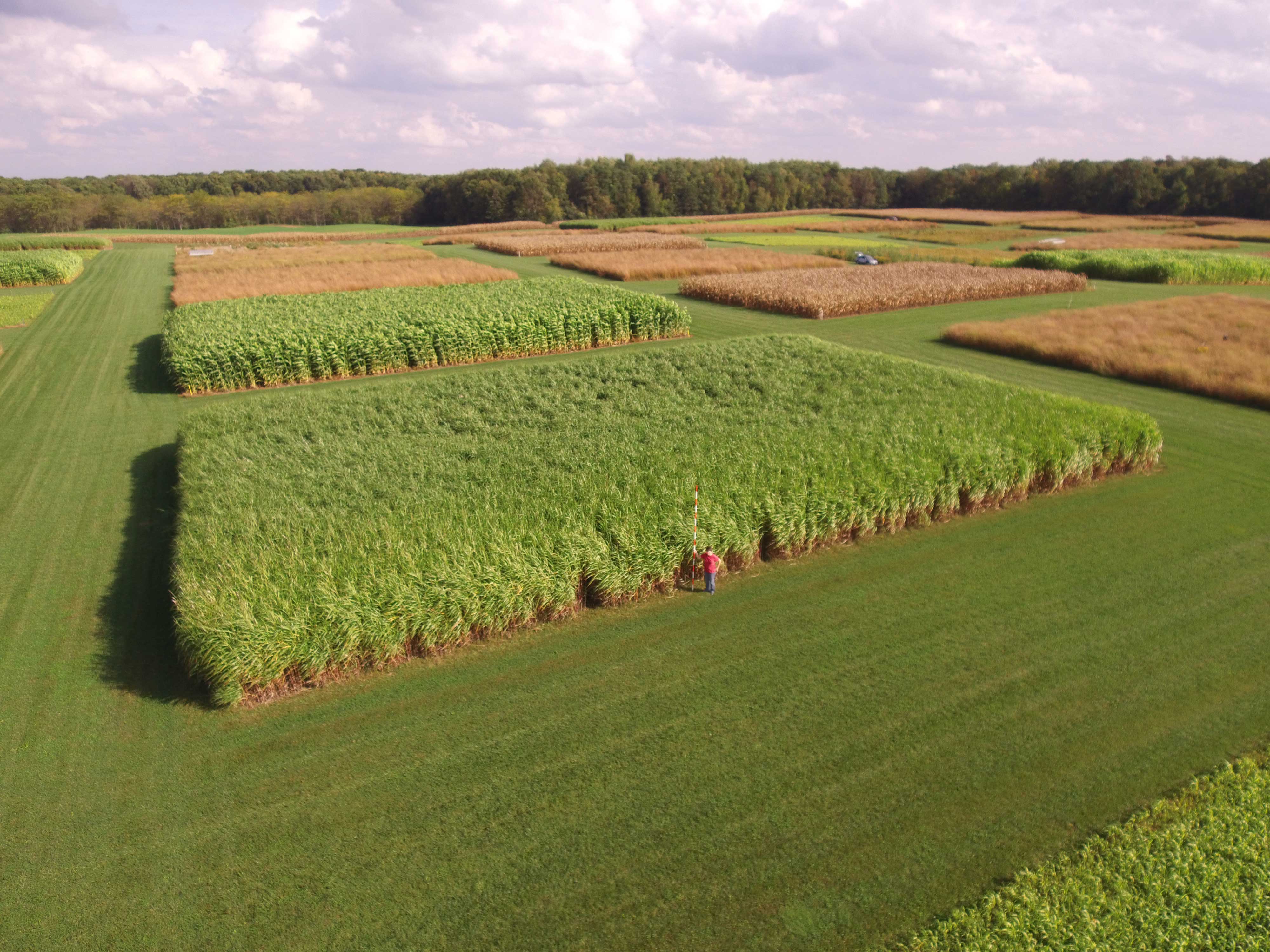 Aerial view of an agricultural research field showing multiple rectangular plots with different crops. A section of tall sorghum plants is visible in the foreground, with a person standing beside it for scale. The plots are arranged in a patchwork pattern with varying shades of green and brown, surrounded by mowed grass paths and bordered by forest in the background.