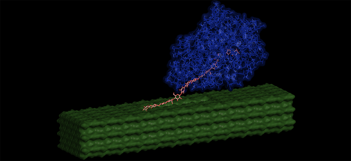 Pymol3