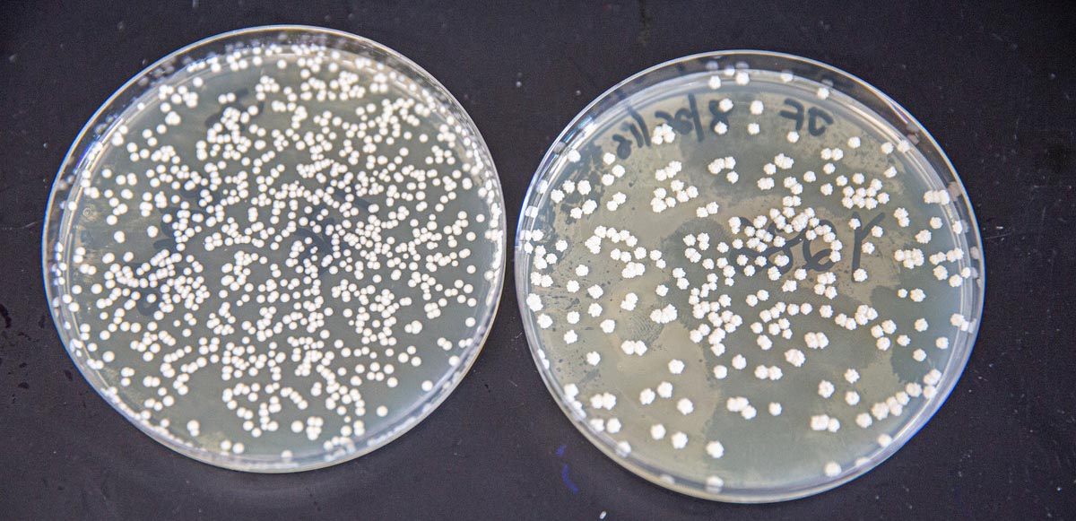 Photo of two dishes of the yeast Saccharomyces cerevisiae, used to produce biofuels out of plants