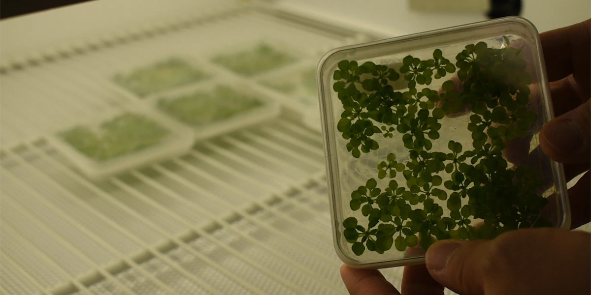 Hands hold a square-shaped growth tray containing small sprouting green plants called Arabidopsis thaliana in front of an open refrigerator door. More growth trays are inside the fridge, resting on a wire shelf.