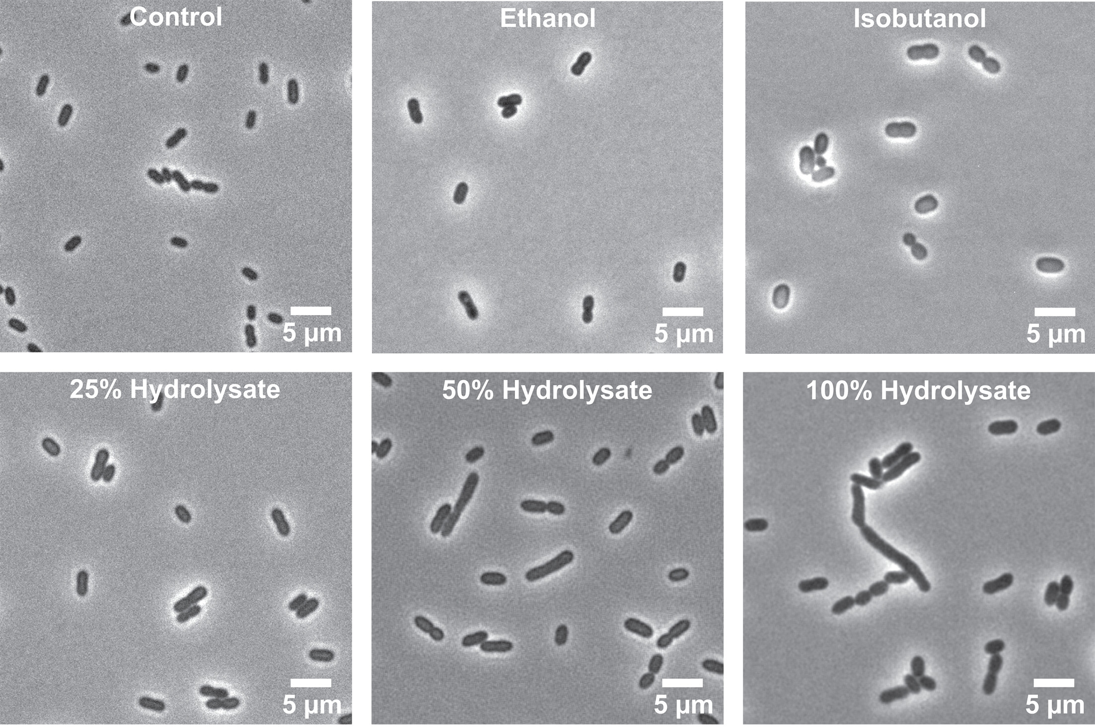 Images of Z. mobilis cells under six different treatment conditions. The top row shows Control (normal rod-shaped cells), Ethanol treatment (cells appear slightly enlarged), and Isobutanol treatment (cells show some swelling and morphological changes). The bottom row displays cells exposed to 25%, 50%, and 100% lignocellulosic hydrolysate concentrations, showing progressive cellular stress with increased elongation, chain formation, and morphological distortion at higher hydrolysate concentrations. 