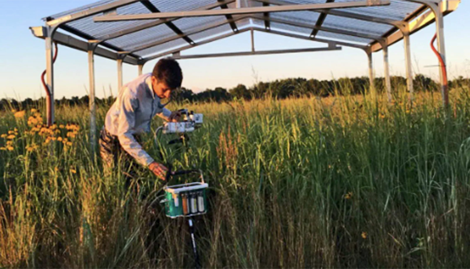 Researcher uses equipment in field of switchgrass