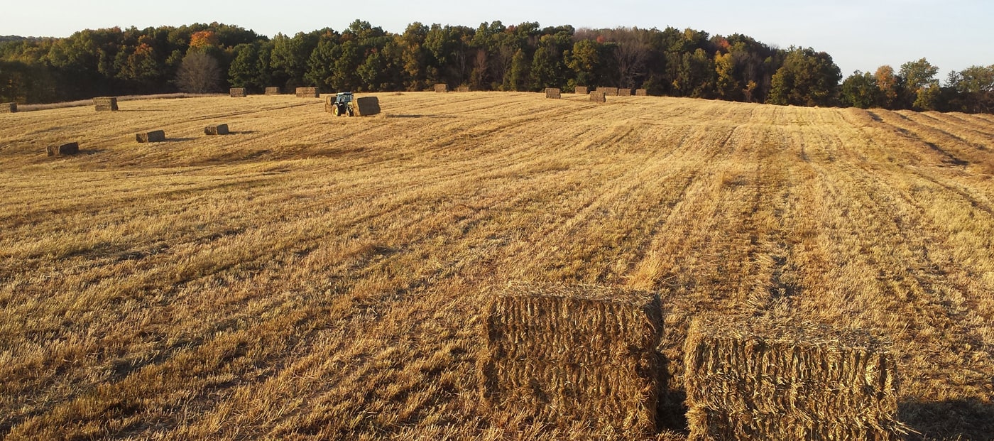 Bales of switchgrass in a field