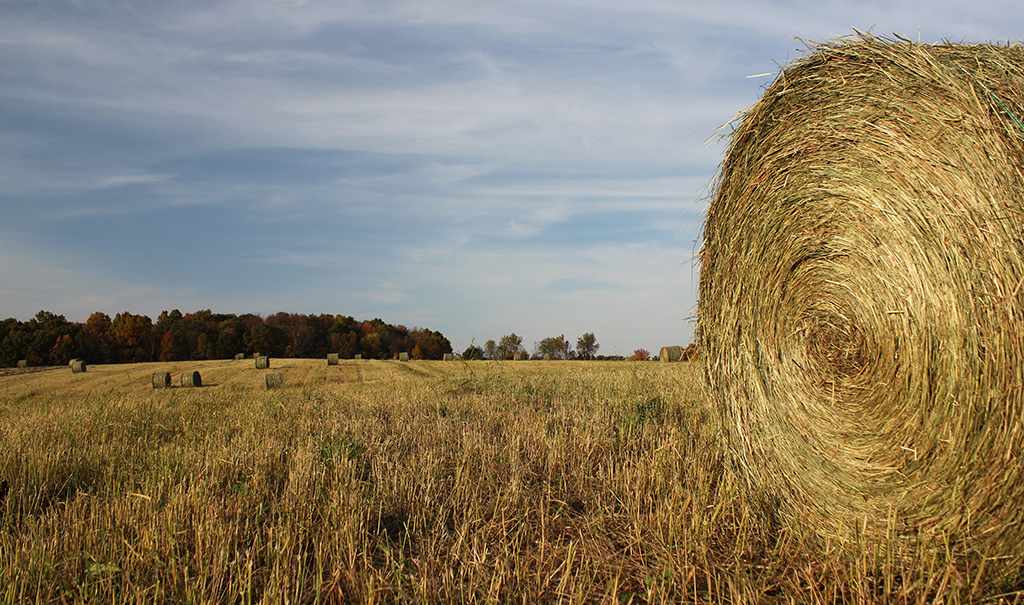 Switch Grass Harvest