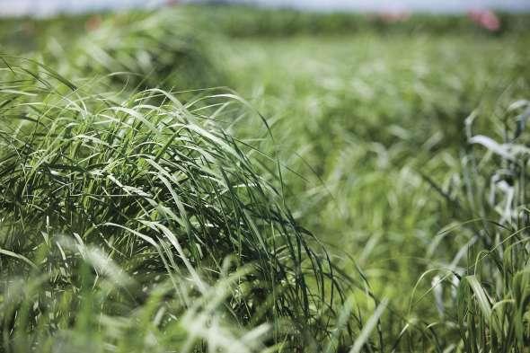 Switch Grass