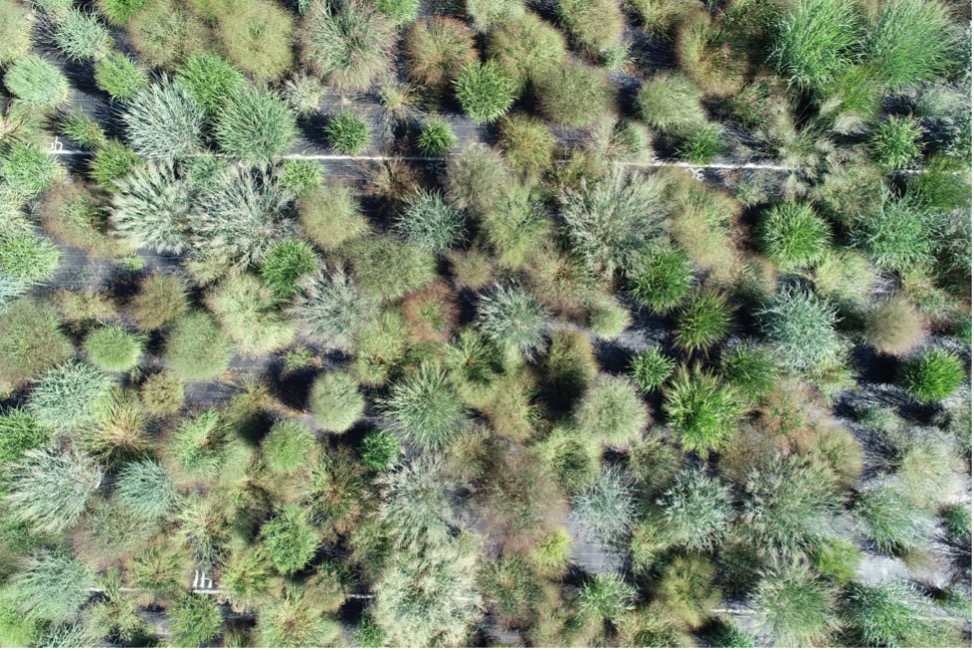 Aerial photo of a switchgrass sward with tufts of various shades of green and brown plants in close proximity.