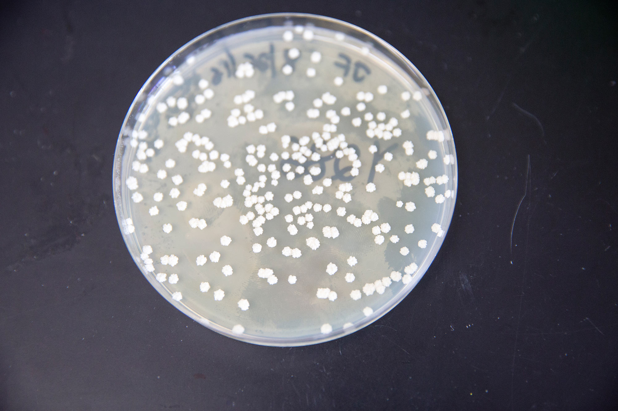 Yeast evolution