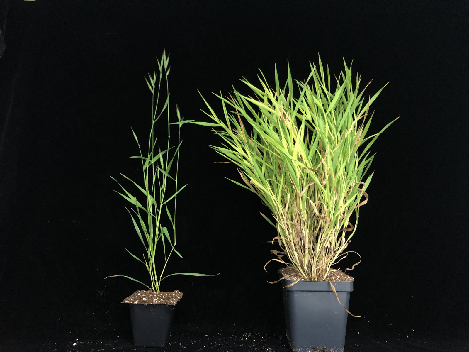 Two green plants with black background. The plant on the left is much smaller.
