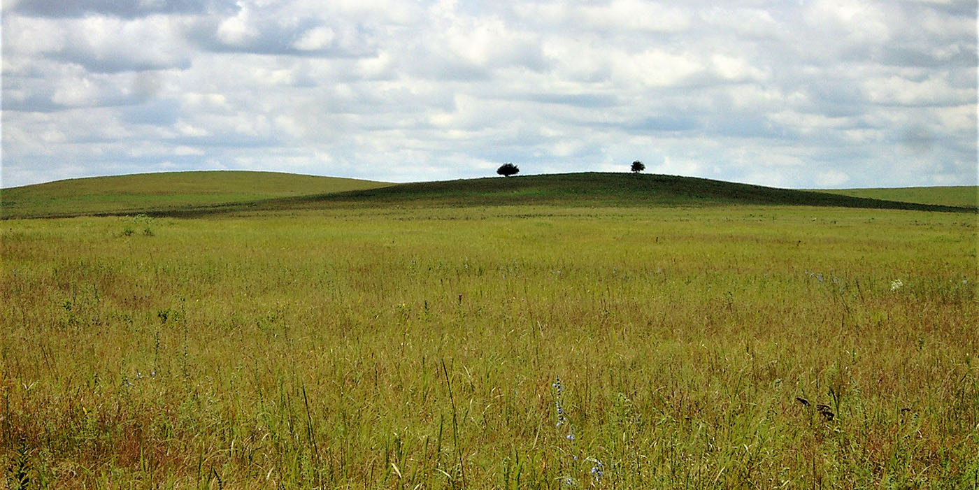 two trees on the horizon of a grassland prairie