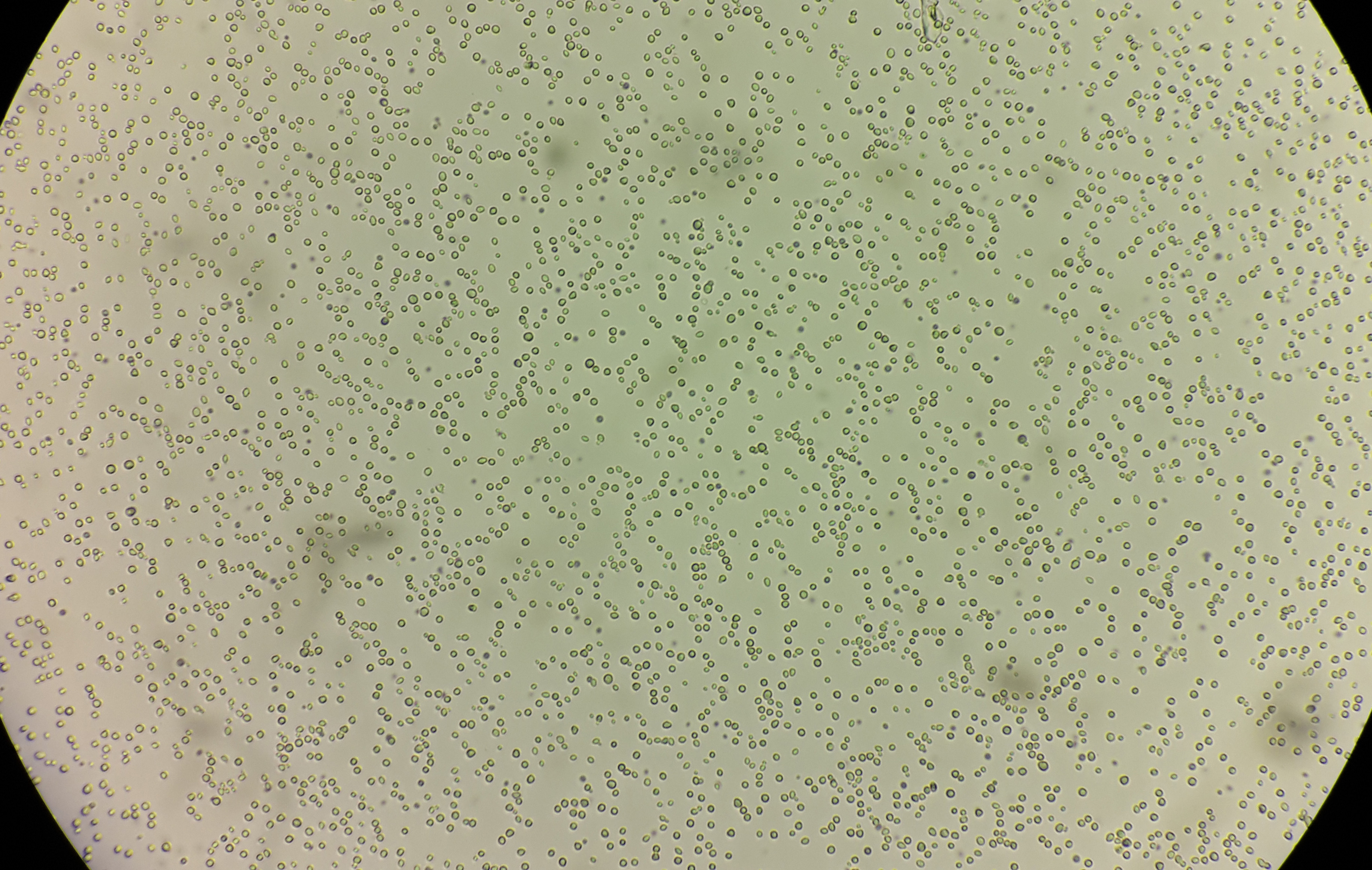Yeast shop in stool