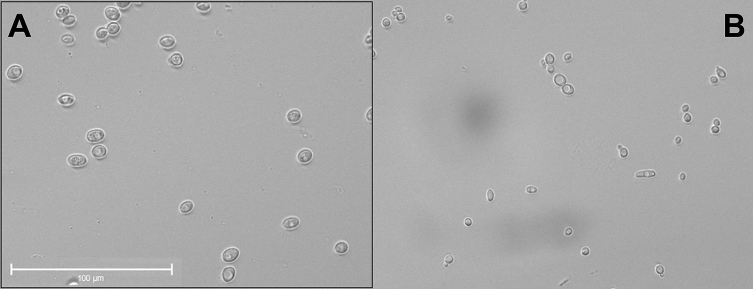 Image of hybrid yeast