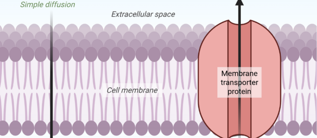 Diagram illustrating passive versus active membrane transport, showing small molecules diffusing down a concentration gradient across a lipid bilayer (passive) or being pumped against a gradient by a membrane transporter using ATP (active), with the resulting futile cycle indicated below.