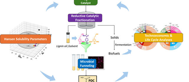 Circular workflow diagram showing biomass (with solvent, H₂, catalyst) undergoing reductive catalytic fractionation to yield lignin monomers, which are funneled microbially to produce PDC. Hansen solubility parameters guide solvent selection, informed iteratively by technoeconomic and life cycle analyses.