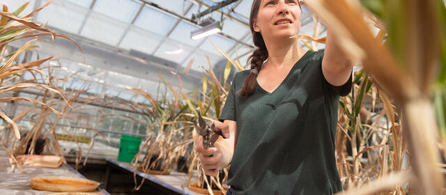 A researcher holding pruning shears examines mature sorghum plants in a greenhouse, photographed from a low angle among the stalks with glass panels visible overhead.