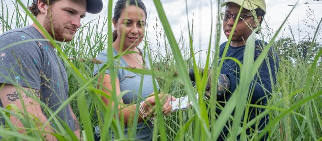 Three researchers examine a small sample or label among tall grasses in an outdoor field setting, photographed from ground level with grass blades in the foreground under a cloudy sky.