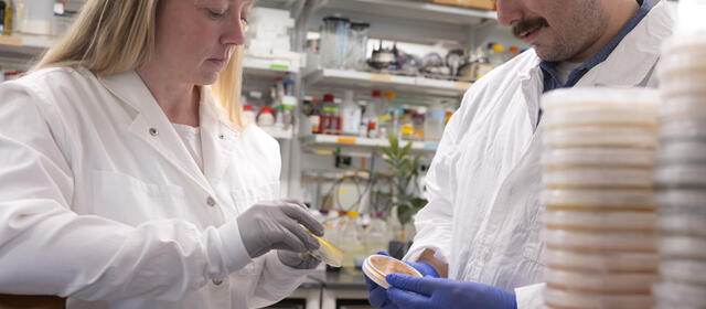 A woman and a man in white lab coats look at petri dishes in a laboratory