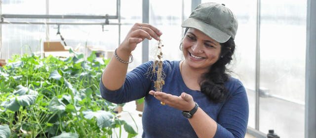 A smiling researcher in a greenhouse holds up a small plant with intact root system and visible root nodules, with potted plants visible in the background.