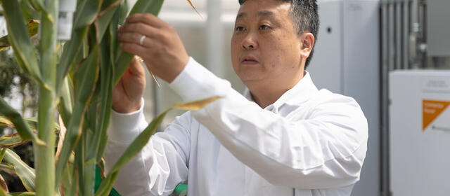 A researcher in a white lab coat examines a sorghum plant stalk in a greenhouse, photographed through surrounding foliage with climate control equipment visible in the background.