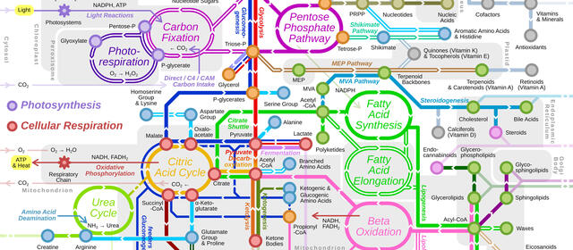 Diagram of metabolic pathways designed to look like a subway map with colored lines connecting hundreds of functions and arrows indicating direction of flow