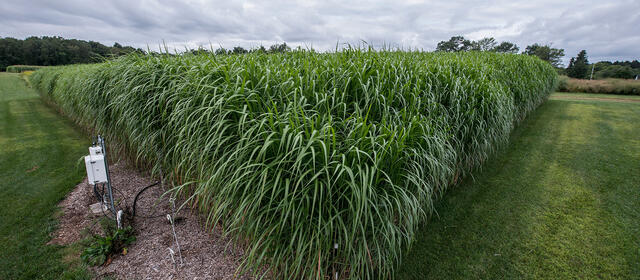 A dense, rectangular plot of tall green grass in a field under an overcast sky. A white monitoring box with wiring is located at the foreground corner, while short, mowed grass surrounds the experimental crop.