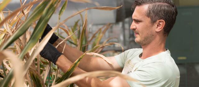 A researcher wearing black gloves works among mature sorghum plants in a greenhouse, examining stalks.