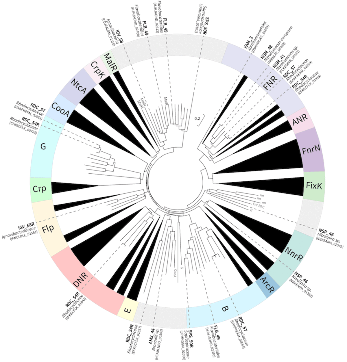 Exploring the metaregulon of the CRP/FNR family of global transcriptional regulators in a