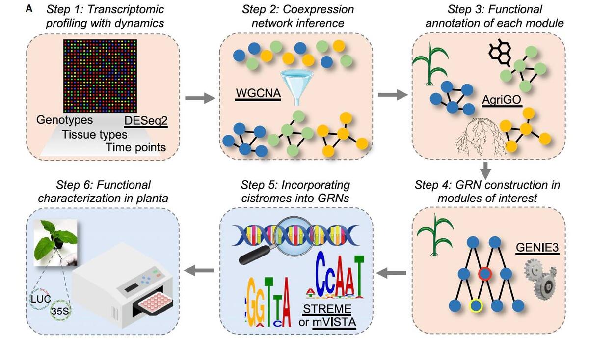 A network-enabled pipeline for gene discovery and validation in non ...