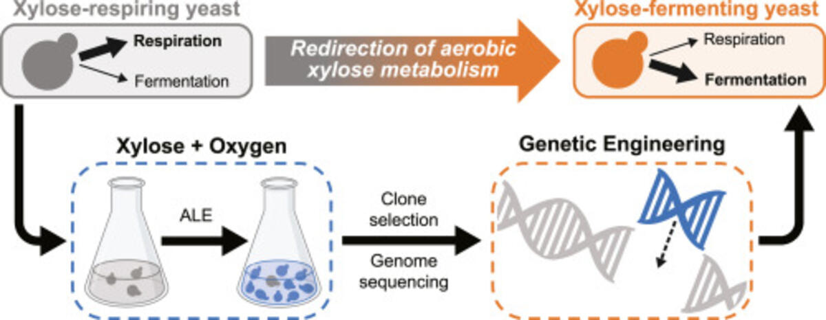 Crabtree/Warburg-like aerobic xylose fermentation by engineered