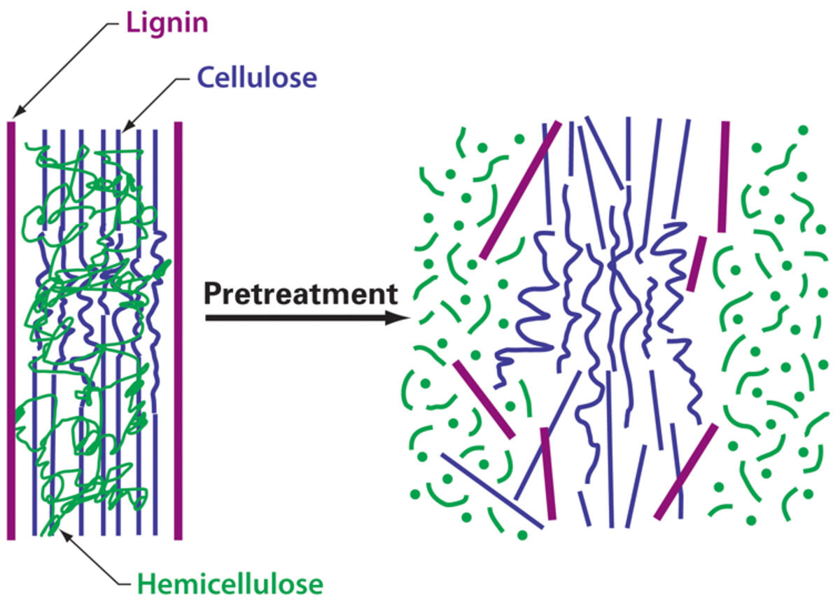 Chemical composition and structure of lignocellulosic biomass lignocellulosic biomass (such as woods, herbaceous crops, cereal crops, red. Chemical Pretreatment Of Lignocellulosic Biomass - CB2E: Converting Cellulosic Biomass to Ethanol | Great ...