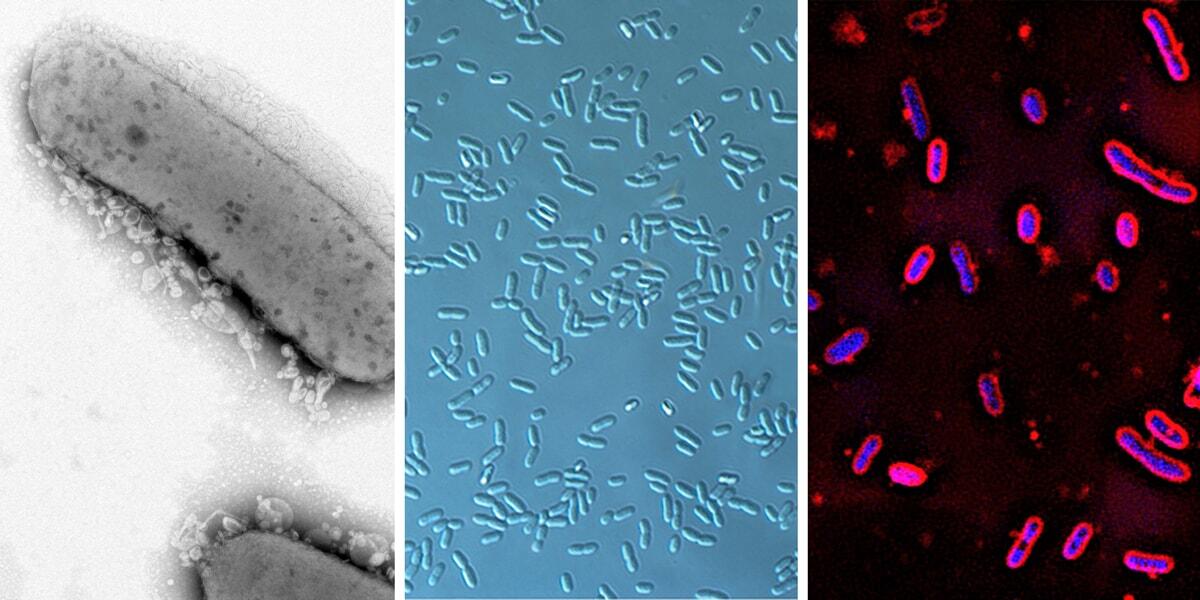 Uncovering new features of bacterial control elements | Great