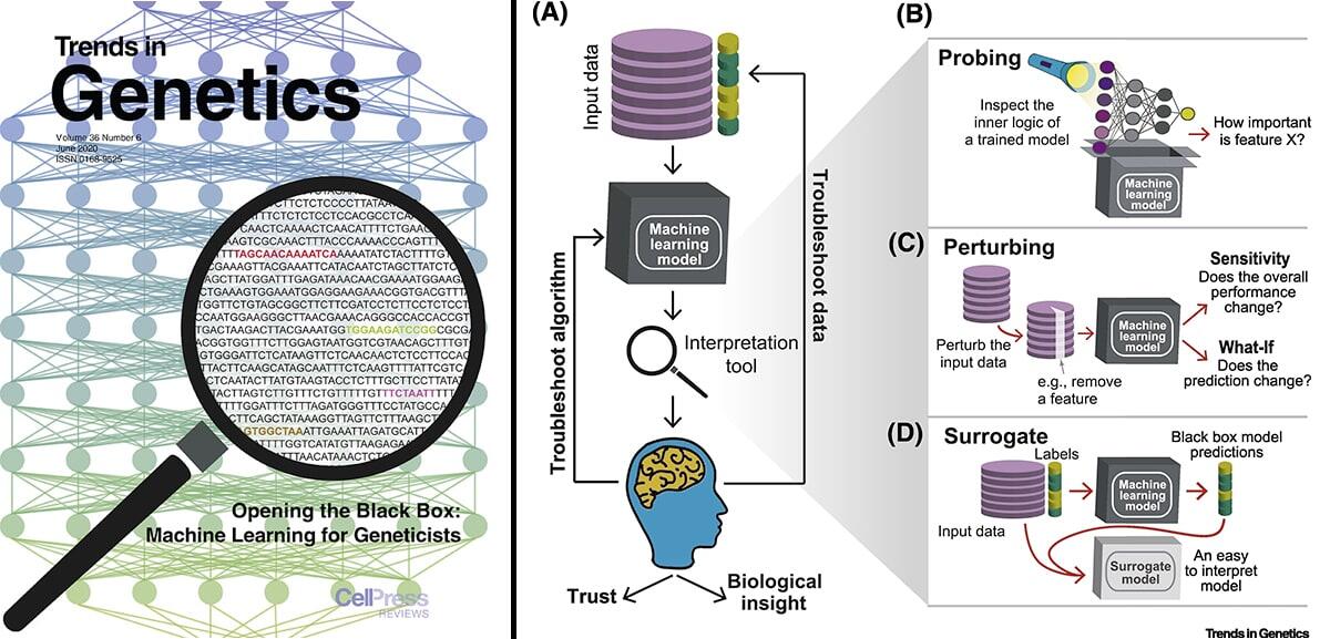 Machine learning models guide genetics research | Great Lakes Bioenergy ...