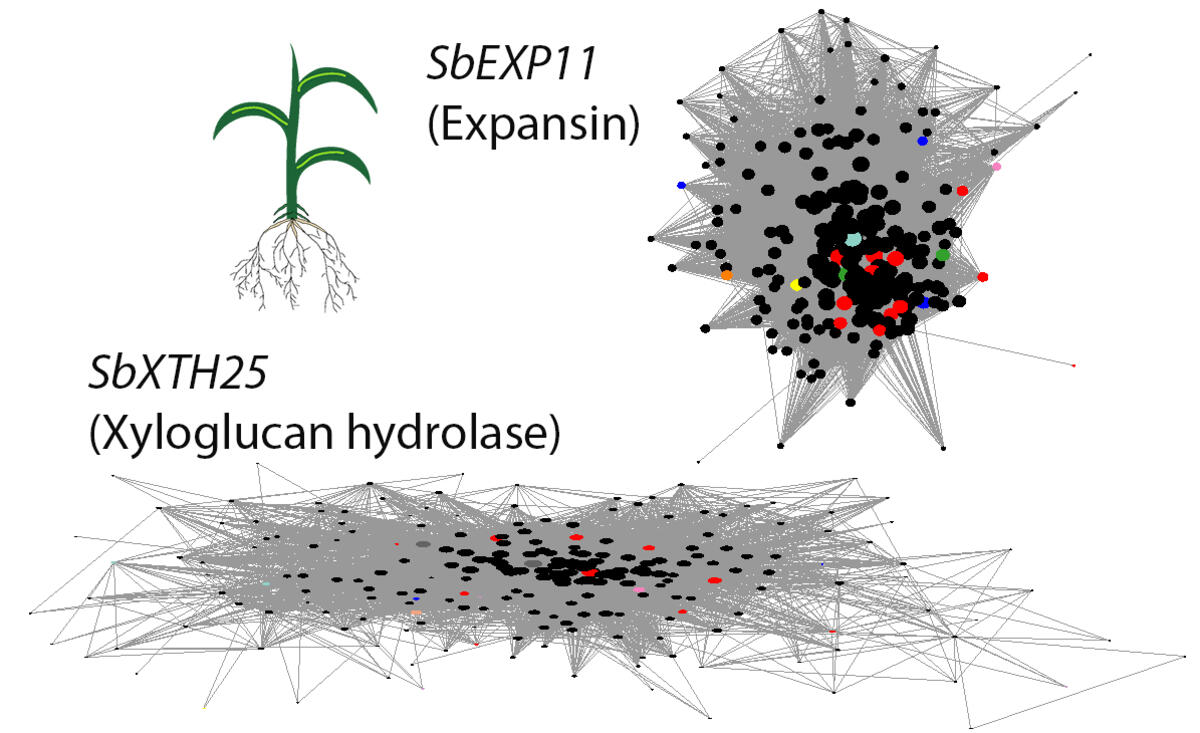 Decoding Abiotic Stress Resilience in Sorghum | Great Lakes Bioenergy ...