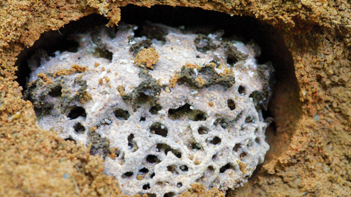 Termite gut holds a secret to breaking down plant biomass | Great Lakes ...
