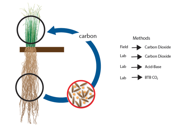 Measuring Soil Microbial Activity