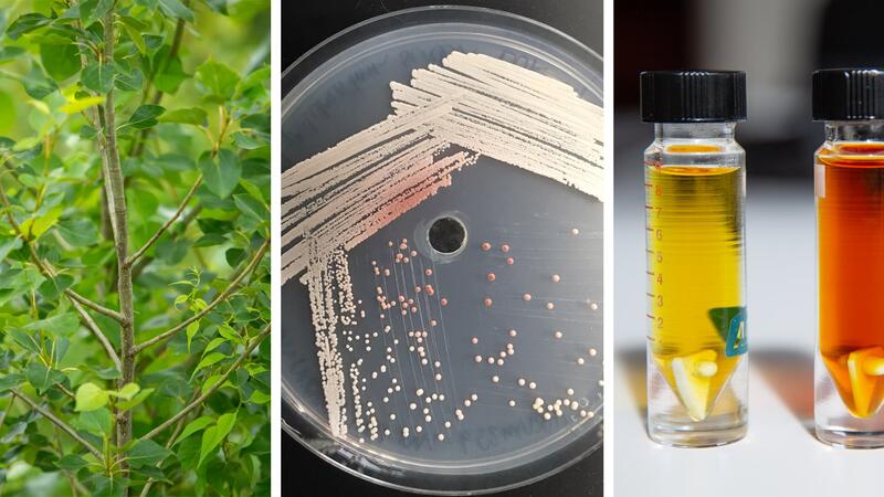 Triptych showing green leaves, a Petri dish, and two glass vials of yellow and amber liquid