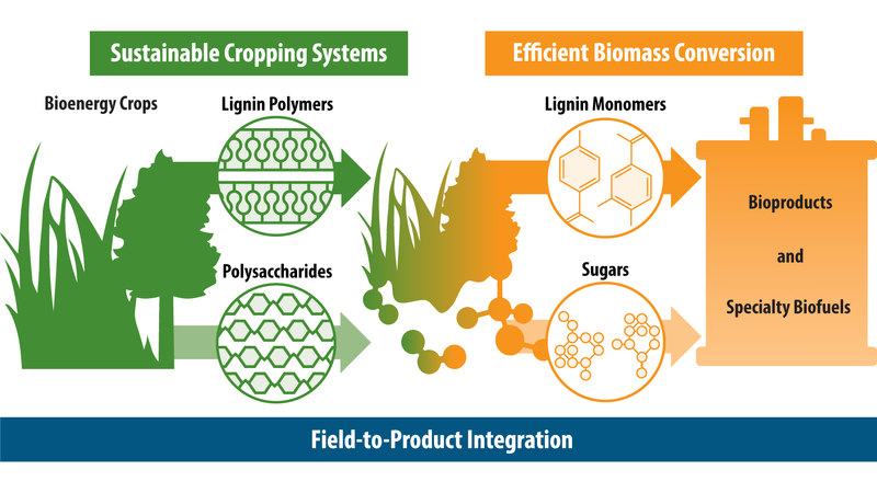 Graphic illustration showing the breakdown of bioenergy crops into lignin polymers and polysaccharides, which are further processed into lignin monomers and sugars, respectively. The end products of this processing pipeline are bioproducts and specialty biofuels.