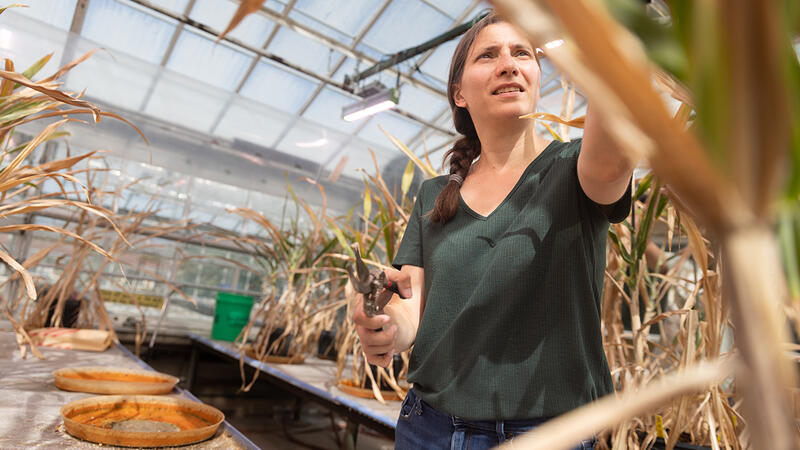 A researcher holding pruning shears examines mature sorghum plants in a greenhouse, photographed from a low angle among the stalks with glass panels visible overhead.