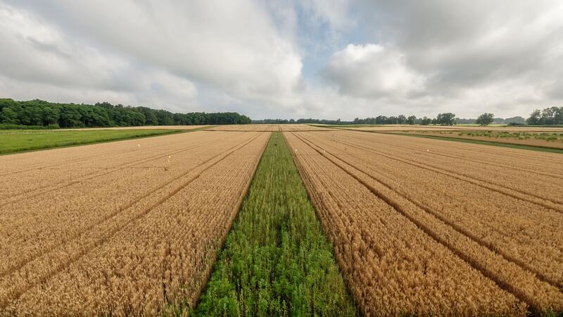 A strip of green prairie grass extends toward the horizon between two larger fields of brown wheat.