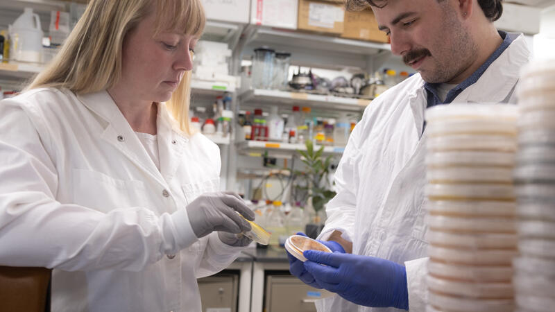 A woman and a man in white lab coats look at petri dishes in a laboratory