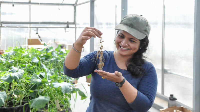 A smiling researcher in a greenhouse holds up a small plant with intact root system and visible root nodules, with potted plants visible in the background.
