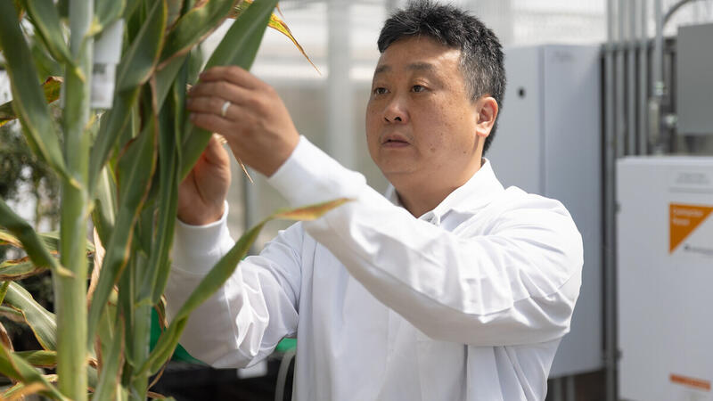A researcher in a white lab coat examines a sorghum plant stalk in a greenhouse, photographed through surrounding foliage with climate control equipment visible in the background.