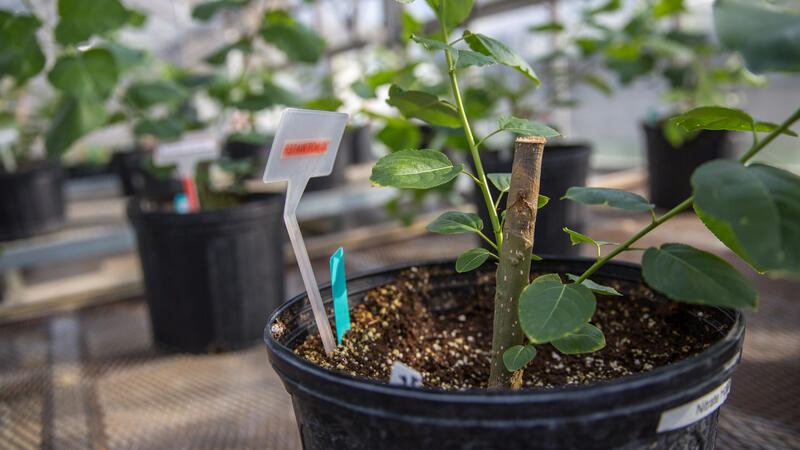 A young poplar plant growing in a greenhouse