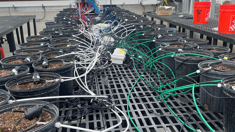 an automated irrigation system consisting of numerous black circular plant pots arranged on metal grating tables. A complex network of white, green, blue, and red irrigation tubing and wiring extends from a central control unit, connecting to each individual pot. 