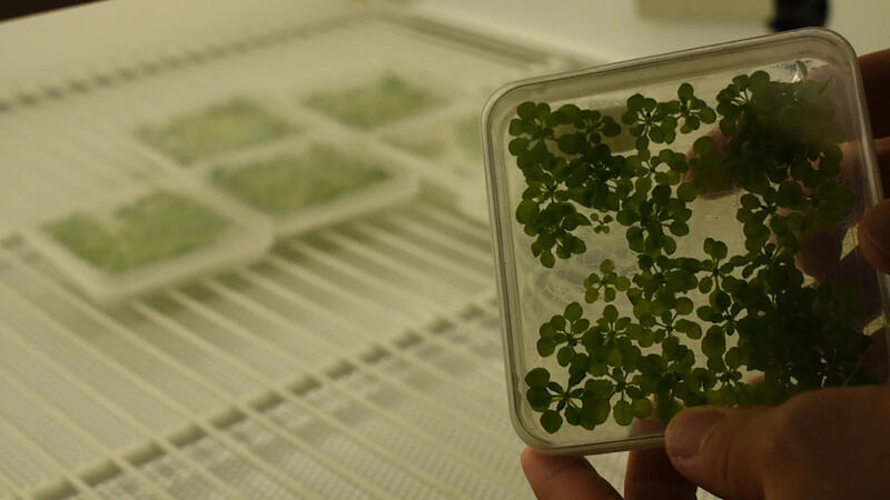 Hands hold a square-shaped growth tray containing small sprouting green plants called Arabidopsis thaliana in front of an open refrigerator door. More growth trays are inside the fridge, resting on a wire shelf.