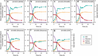 Fermentation profiles for Zymomonas mobilis 2032 grown in corn stover and switchgrass hydrolysates from different harvest years.