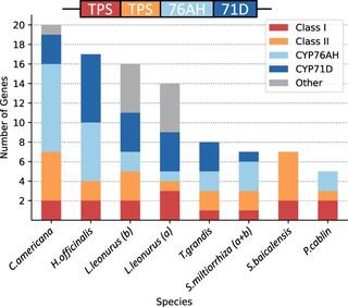 Predicted Lamiaceae minimal ancestral BGC and species-specific expansion of each