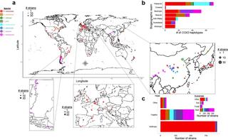 Geographic distribution of Saccharomyces strains