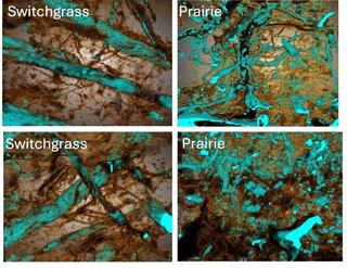Sample images with pores (brown) and POM (cyan) from selected representative soil cores of prairie and switchgrass soils.